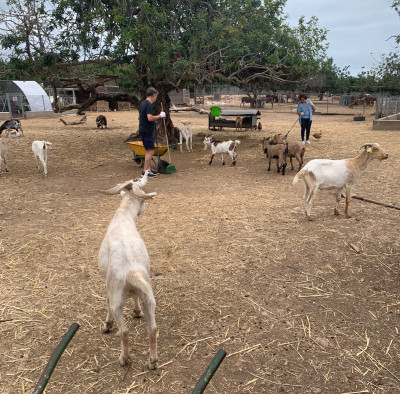La Comissió per a la Defensa dels Drets dels Animals de l'ICAReus visita el Santuari MonLabassa